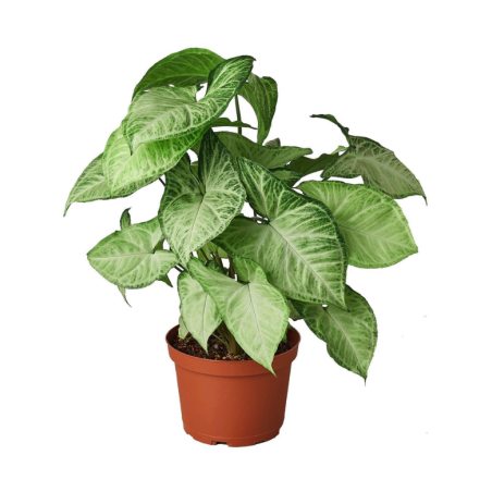 Buy Syngonium Podophyllum Plant online @ Rs. 249 only