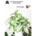 Buy Syngonium Podophyllum Plant online @ Rs. 289 only