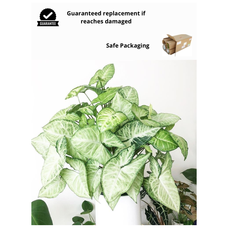 Buy Syngonium Podophyllum Plant online @ Rs. 289 only