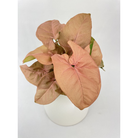 Buy Syngonium Pink Allusion plant online @ Rs. 249 only