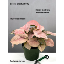 Buy Syngonium Pink Allusion plant online @ Rs. 289 only