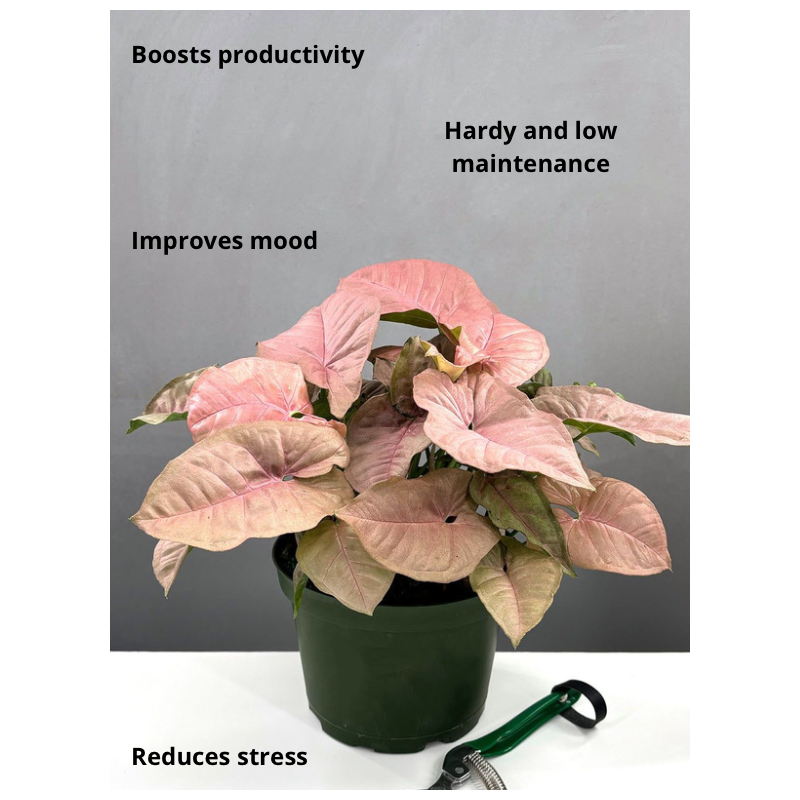 Buy Syngonium Pink Allusion plant online @ Rs. 289 only