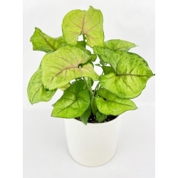 Buy Syngonium Cream Allusion plant online @ Rs. 249 only