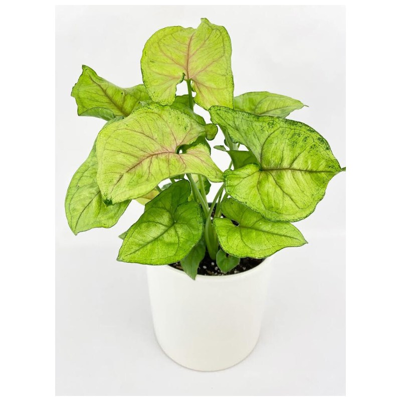 Buy Syngonium Cream Allusion plant online @ Rs. 289 only