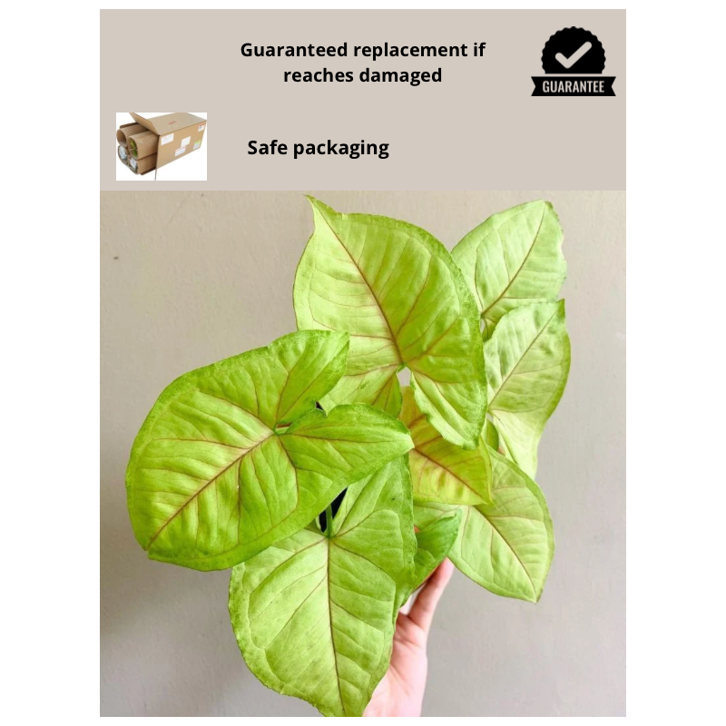 Buy Syngonium Cream Allusion plant online @ Rs. 289 only