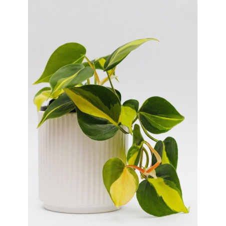 Buy Philodendron Brasil Money Plant Online @ Rs. 259 only