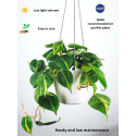 Buy Philodendron Brasil Money Plant Online @ Rs. 289 only