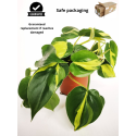 Buy Philodendron Brasil Money Plant Online @ Rs. 289 only
