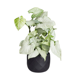 Buy Syngonium White Butterfly Plant online @ Rs. 249 only