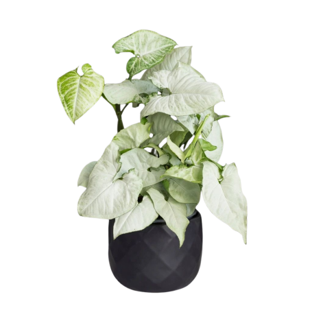 Buy Syngonium White Butterfly Plant online @ Rs. 249 only