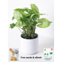 Buy Syngonium White Butterfly Plant online @ Rs. 289 only