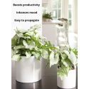 Buy Syngonium White Butterfly Plant online @ Rs. 289 only