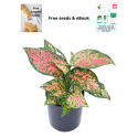 Buy Aglonema Valentine plant online @ Rs. 399 only