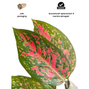 Buy Aglonema Valentine plant online @ Rs. 399 only