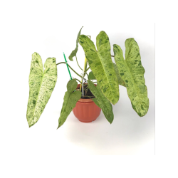 Philodendron Pariaso Verde Exclusively available at The Plantmaniacs