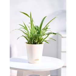 Buy Spider Plant online @ Rs. 159 only