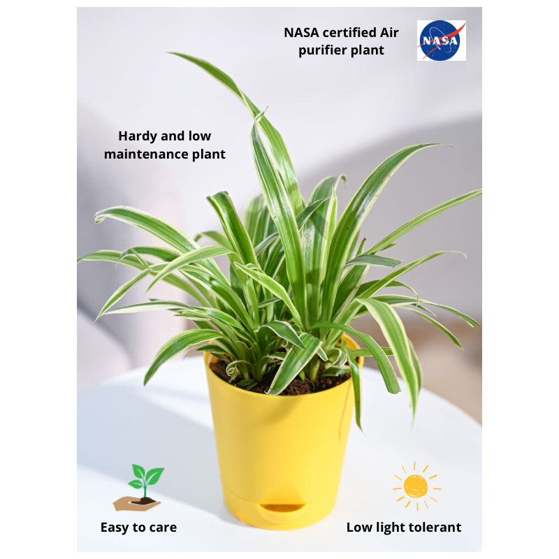 Buy Spider Plant online @ Rs. 189 only