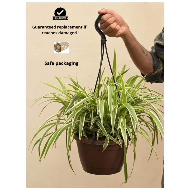 Buy Spider Plant online @ Rs. 189 only